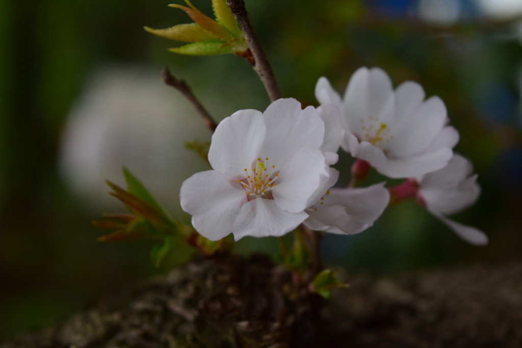 旧倉松公園の桜